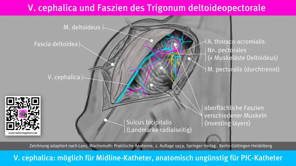Die V. cephalica mündet im Trigonum deltoideopectorale (Fossa clavipectorale) in die V. axillaris. Mehrere Faszien sind an der Trennung von oberflächlich und tief liegenden Venen beteiligt. Radiomegahertz.